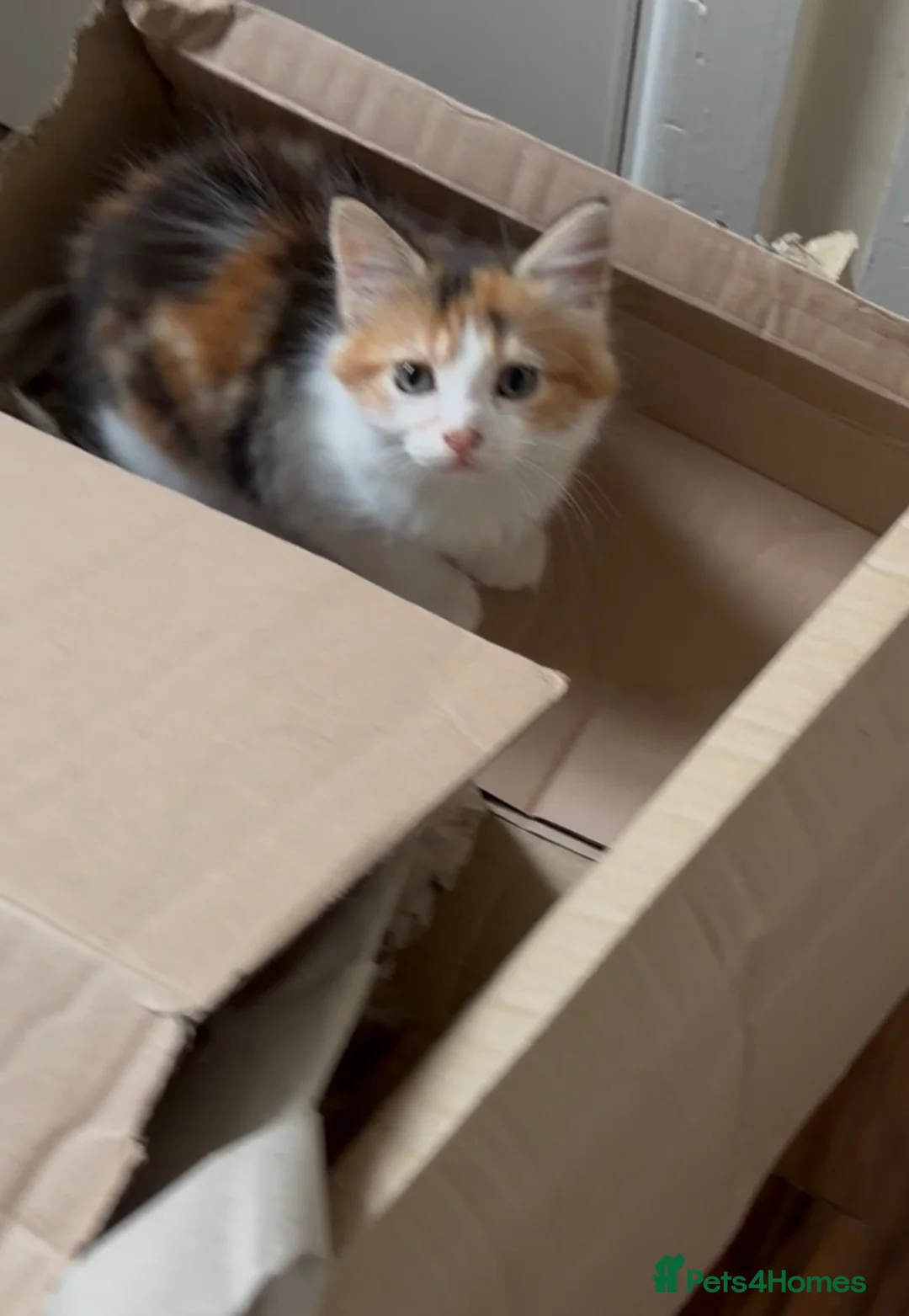 Mixed Breed cats for sale: One girl left  in Bristol - Advert 2