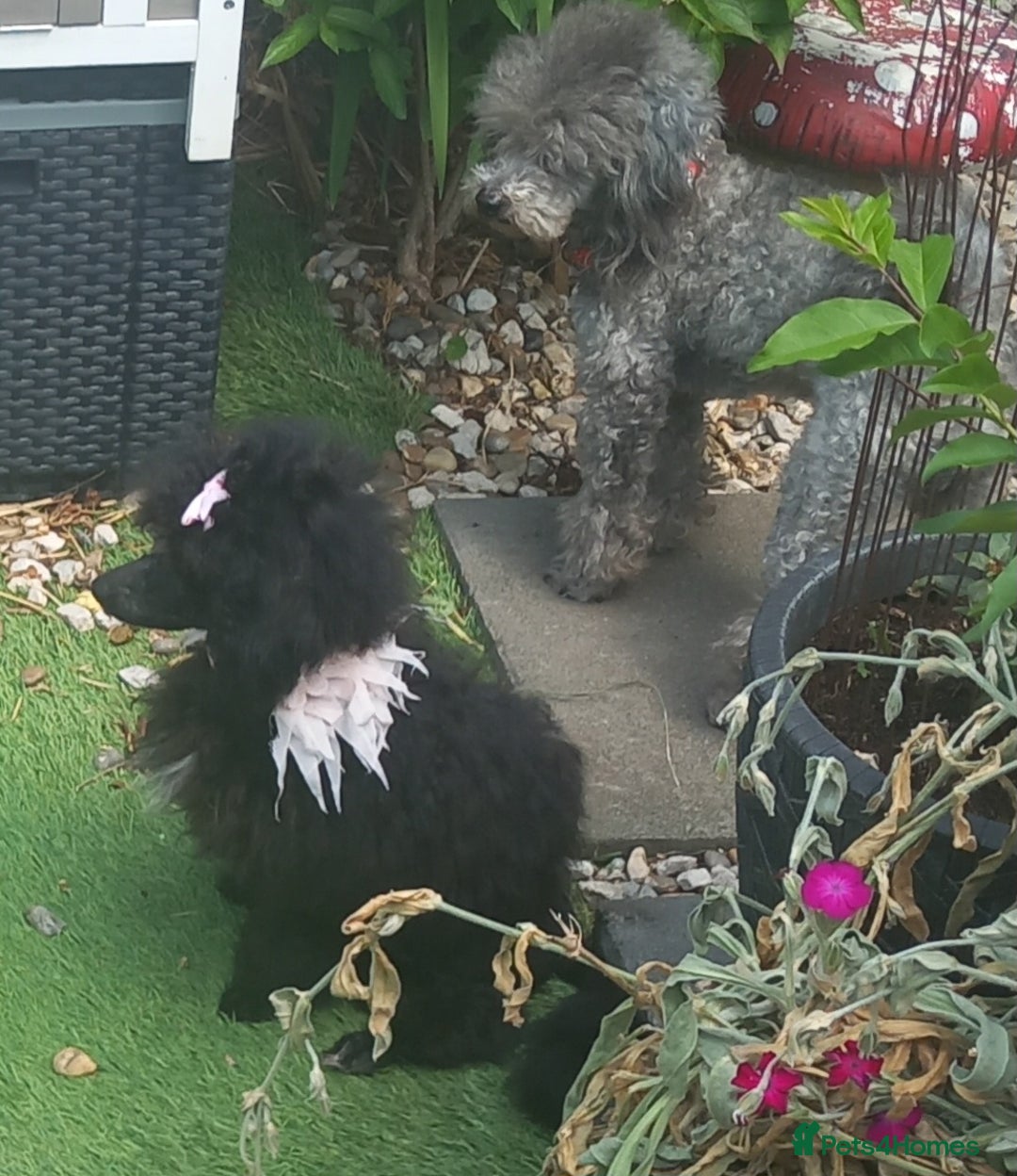 Toy Poodle dogs for sale: *REDUCED*1 WHITE BOY, 1 BLACK GIRL TOY POODLES in Colwyn Bay - Image 25