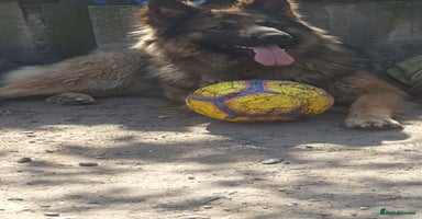 German Shepherd dogs - Advert 12