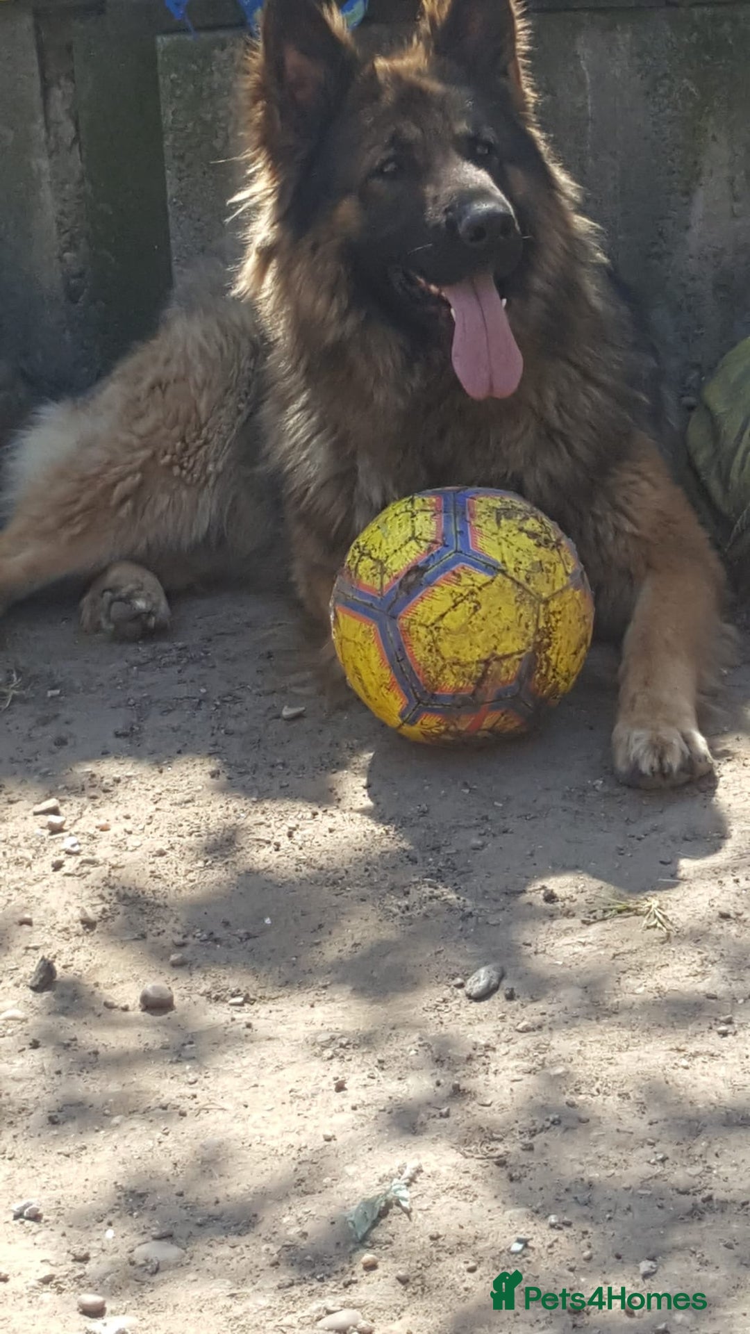 German Shepherd dogs for sale: Long-Haired Straight Back German Shepherd Puppies - Image 3