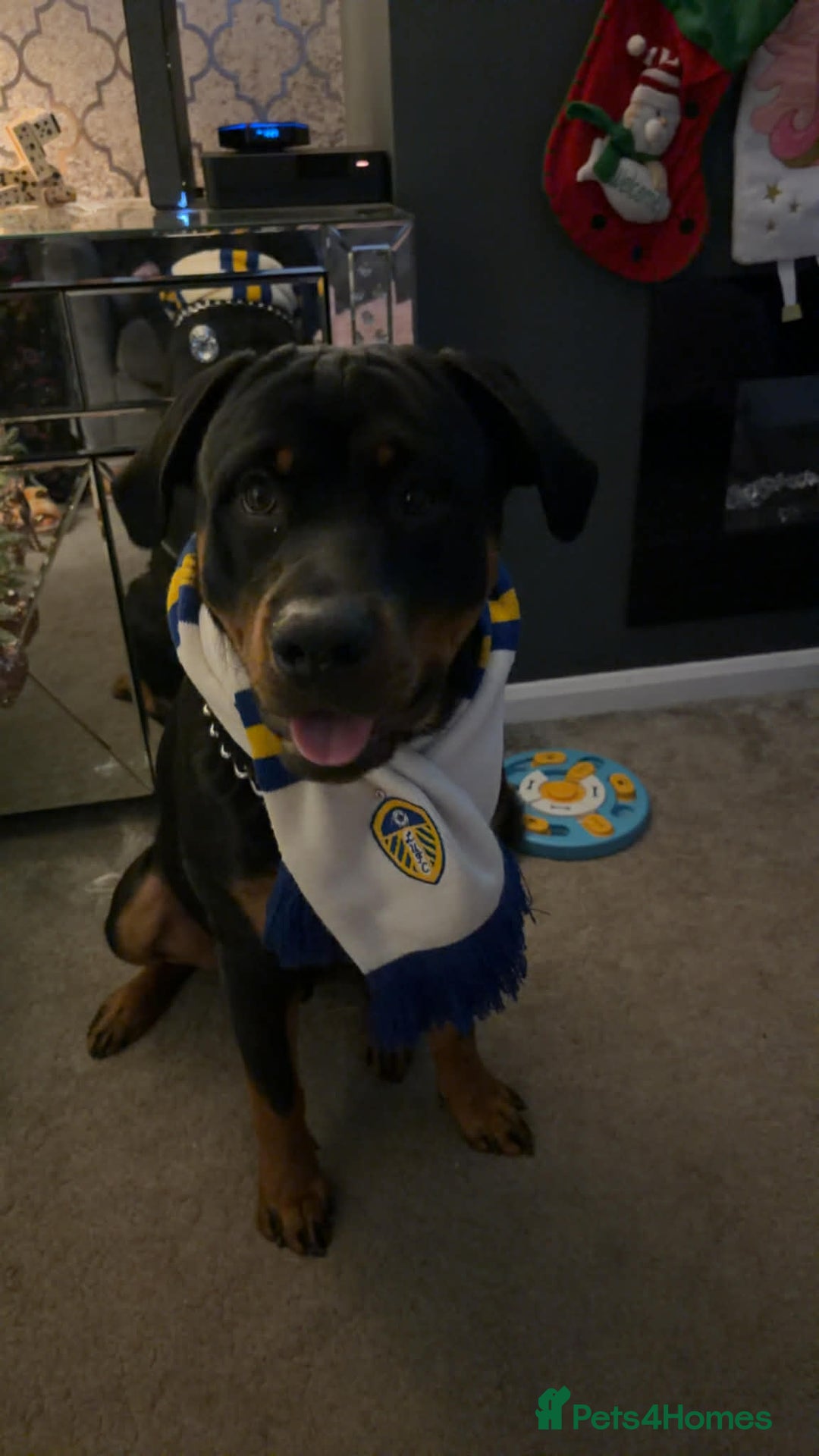 Rottweiler dogs for stud: FOR STUD ROTTWEILER  - Advert 2