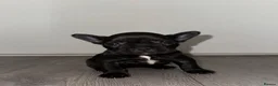 French Bulldog dogs for sale: French Bulldog puppies! in Sheffield - Advert 24