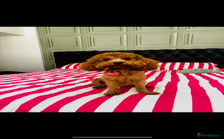 Cockapoo dogs - Advert 2