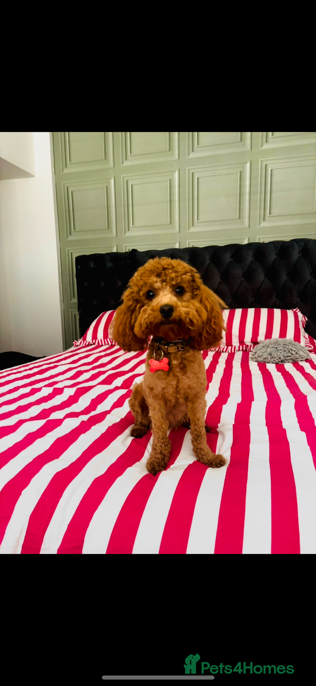 Cockapoo dogs for sale: TINY TOY DEEP RED COCKAPOO PUPPIES  - Image 4