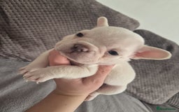 French Bulldog dogs for sale: Stunning French bulldog puppies 5 boys 2 girls  - Image 11