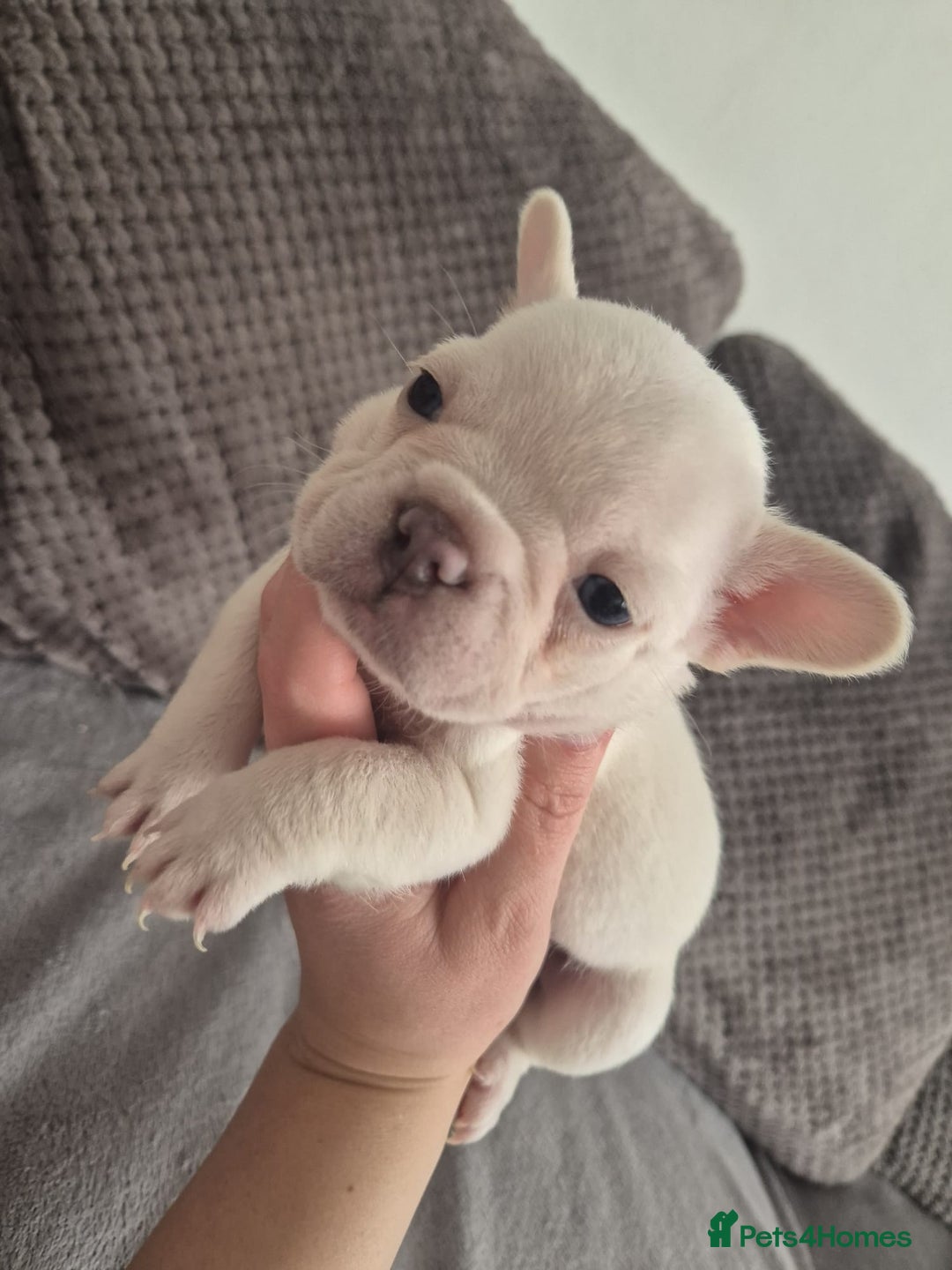 French Bulldog dogs for sale: Stunning French bulldog puppies 5 boys 2 girls  - Image 11