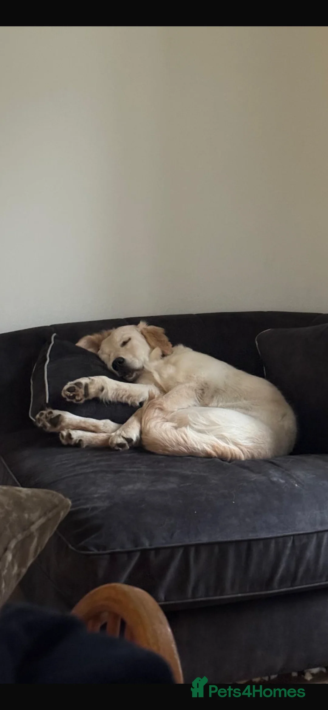 Golden Retriever dogs for sale: Puppy for sale  - Advert 2