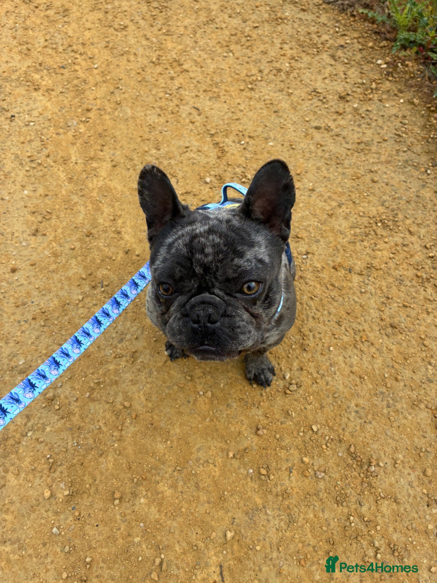 French Bulldog dogs Gizmo - Advert 1