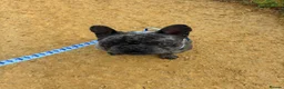 French Bulldog dogs for sale: Gizmo in Sutton Coldfield - Advert 1