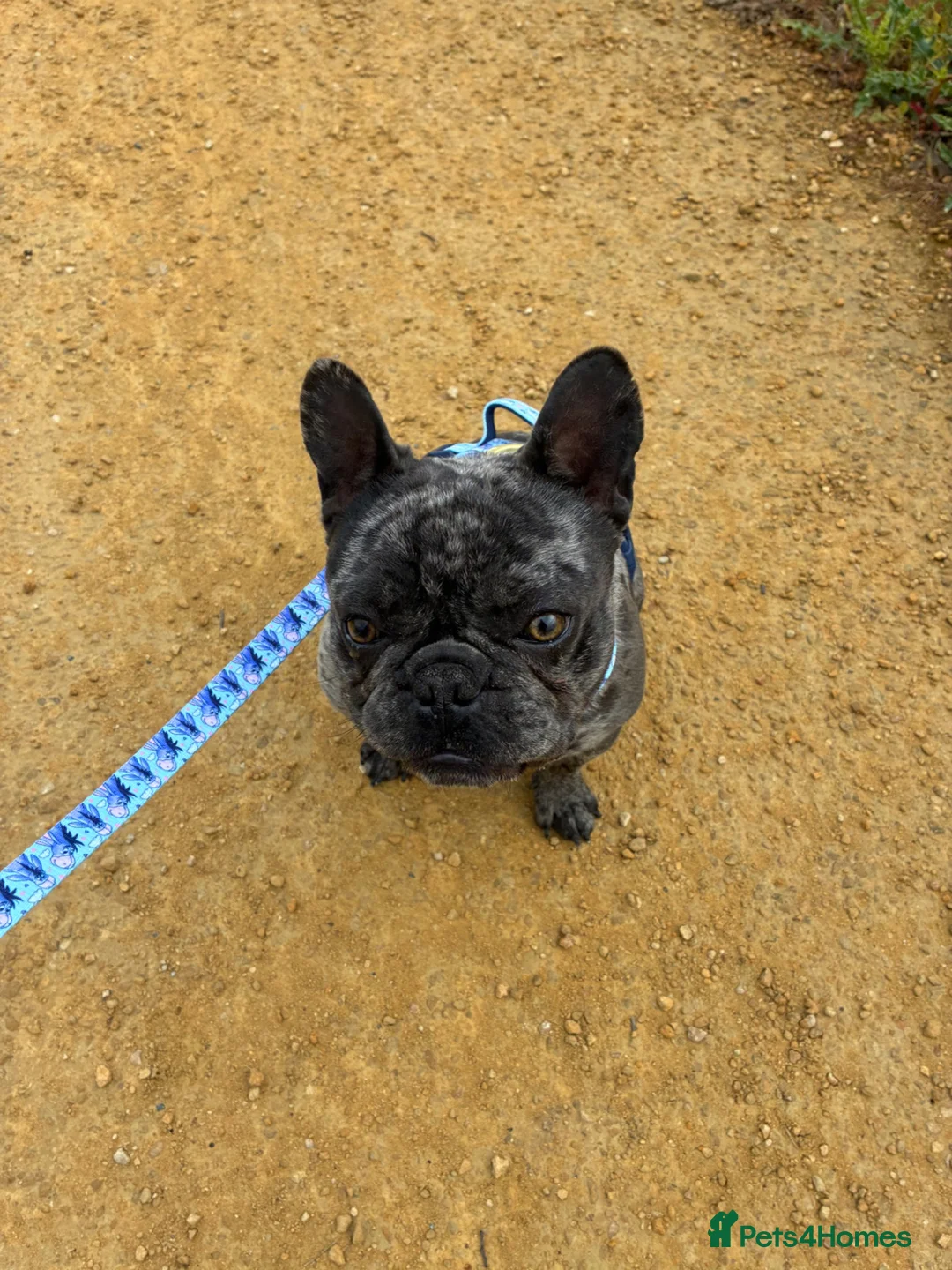 French Bulldog dogs for sale: Gizmo in Sutton Coldfield - Advert 1