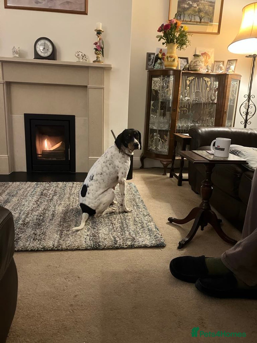 Mixed Breed dogs for adoption: Betty – 3 years old, female, Mixed Breed   - Advert 11