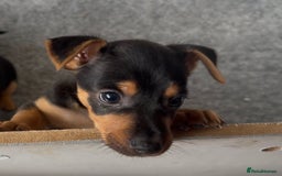 Jack Russell dogs for sale: Beautiful Jack Russell pups - Image 6