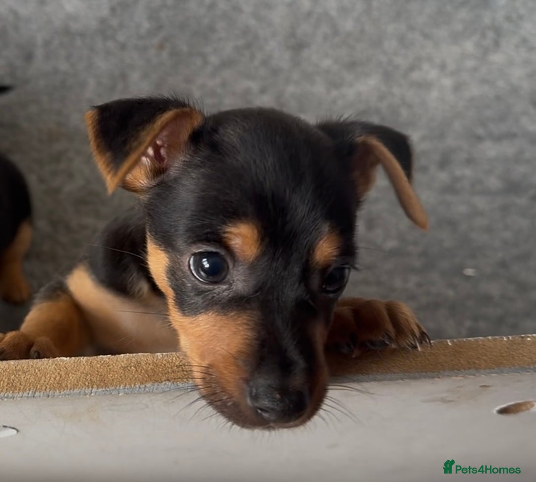 Jack Russell dogs for sale: Beautiful Jack Russell pups - Image 6