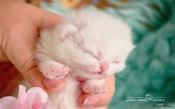 British Shorthair cats for sale: Show-Quality British Shorthair Kittens - Advert 6