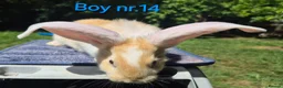 Continental Giant rabbits for sale: Pure Continental Giant Vaccinated  - Advert 24