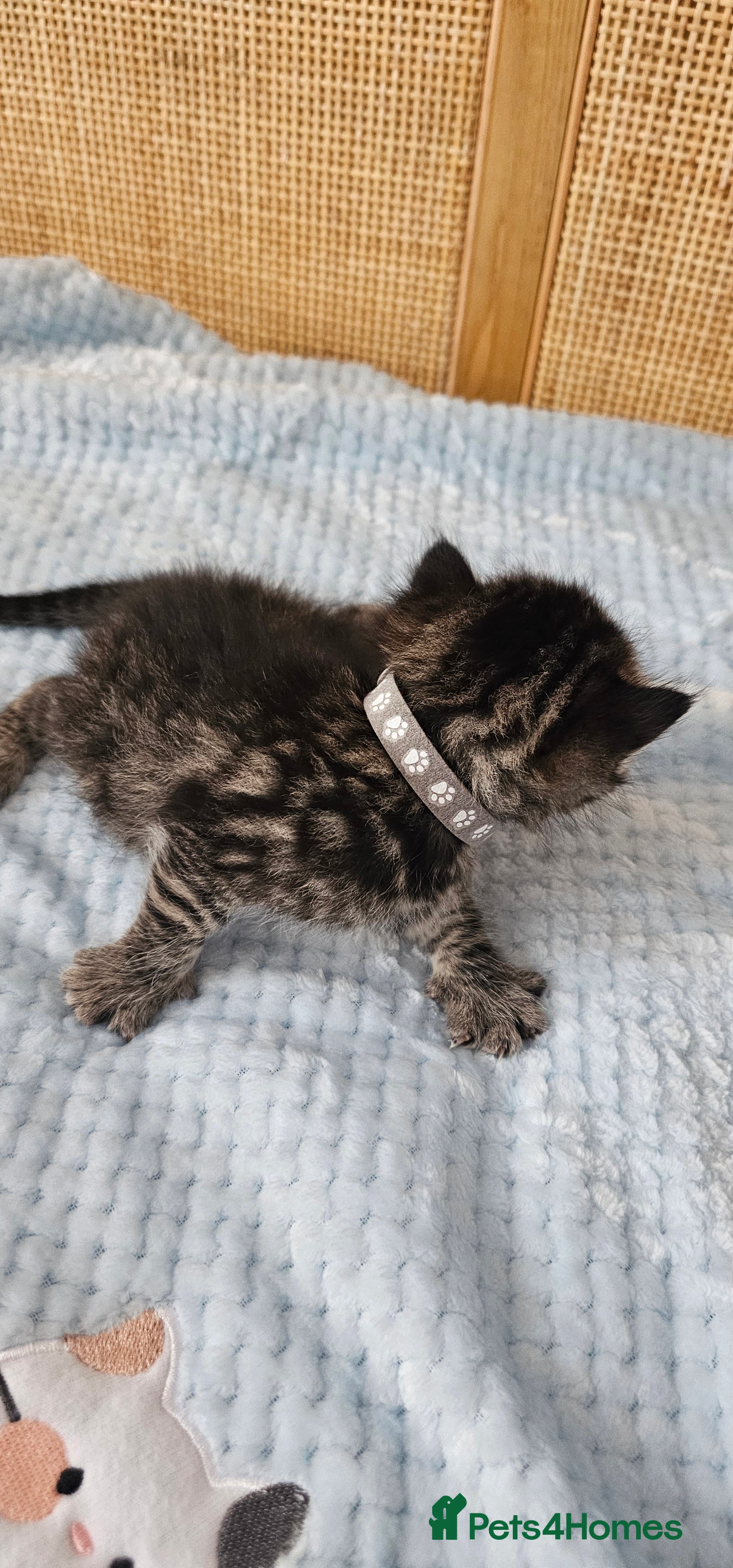 Mixed Breed cats for sale: Beautiful Bengal Mix Kittens - Advert 30