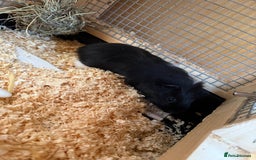 Guinea Pig rodents for sale: Last 2 Baby Guinea Pigs   - Image 5