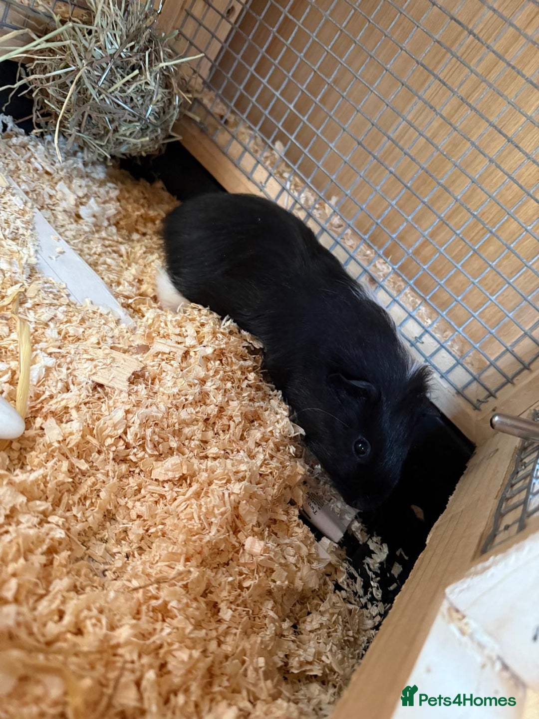 Guinea Pig rodents for sale: Last 2 Baby Guinea Pigs   - Image 5