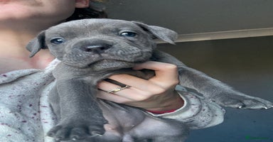 Mixed Breed dogs - Advert 8