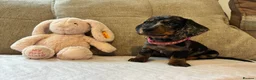 Miniature Dachshund dogs for sale: Reduced💜KC pedigree Mini Dachshund puppies - Advert 21