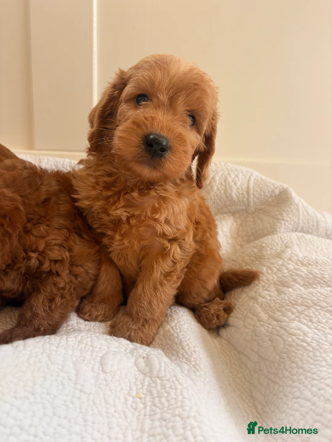 Labradoodle dogs for sale: LICENSED BREEDER QUALITY MINI LABRADOODLES - Advert 13