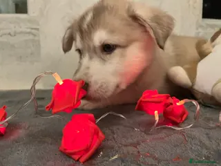 Northern Inuit dogs Northern Innuit puppies for sale - Advert 13