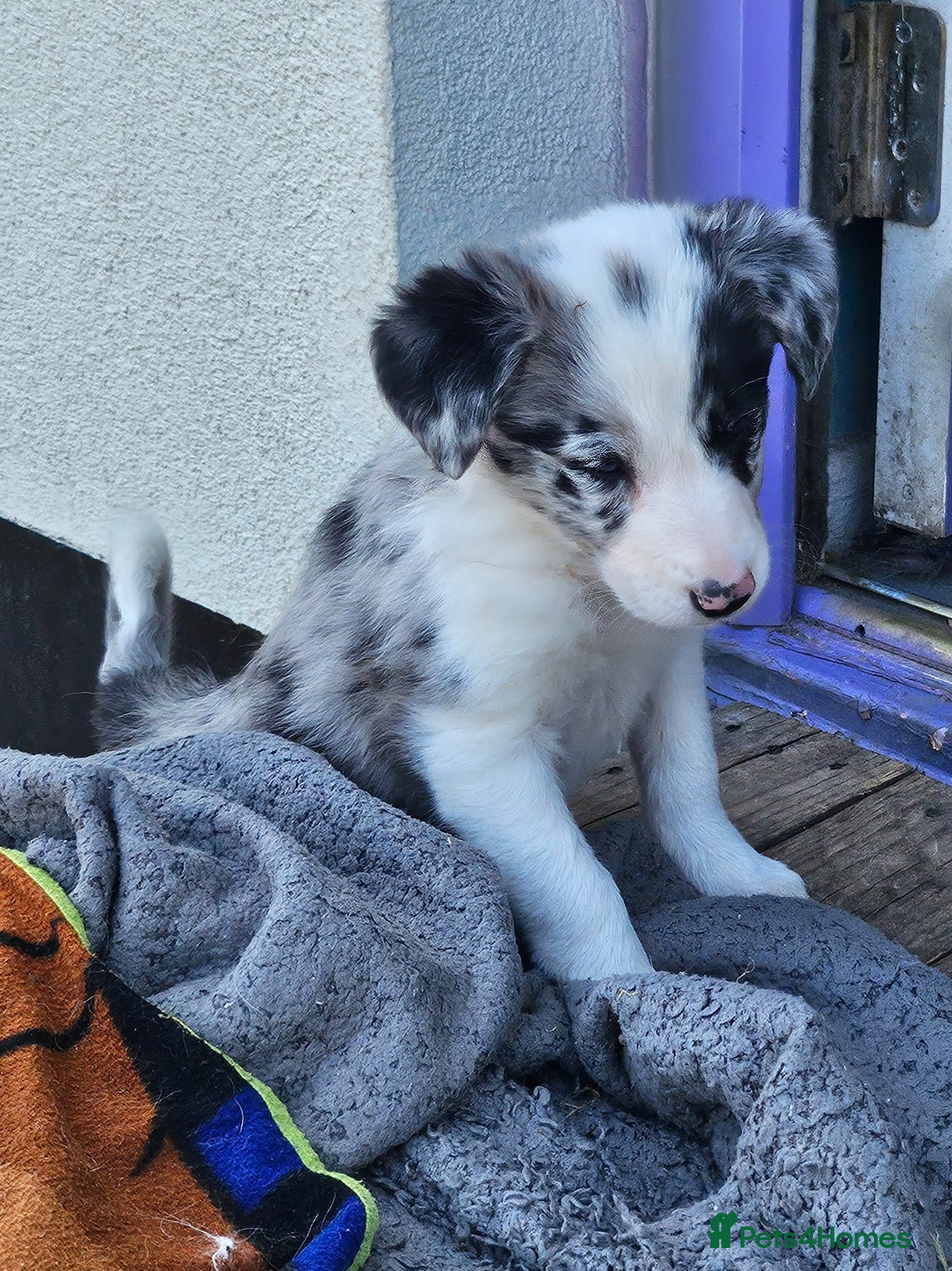 Border Collie dogs 🐾 Adorable Blue Merle Border Collie Puppies 🐾 - Advert 2