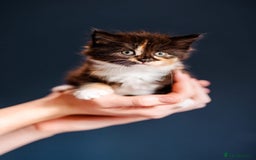 Mixed Breed cats for sale: Kitten for Sale 1/4 British shorthair  - Image 3