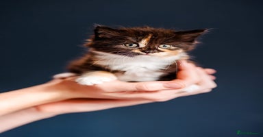 Mixed Breed cats - Advert 10
