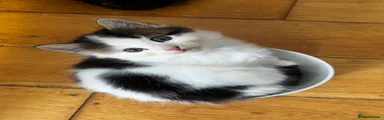 White and Tabby Boy