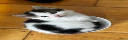 Mixed Breed cats for sale: Gorgeous Mixed Kittens For Sale - Advert 5