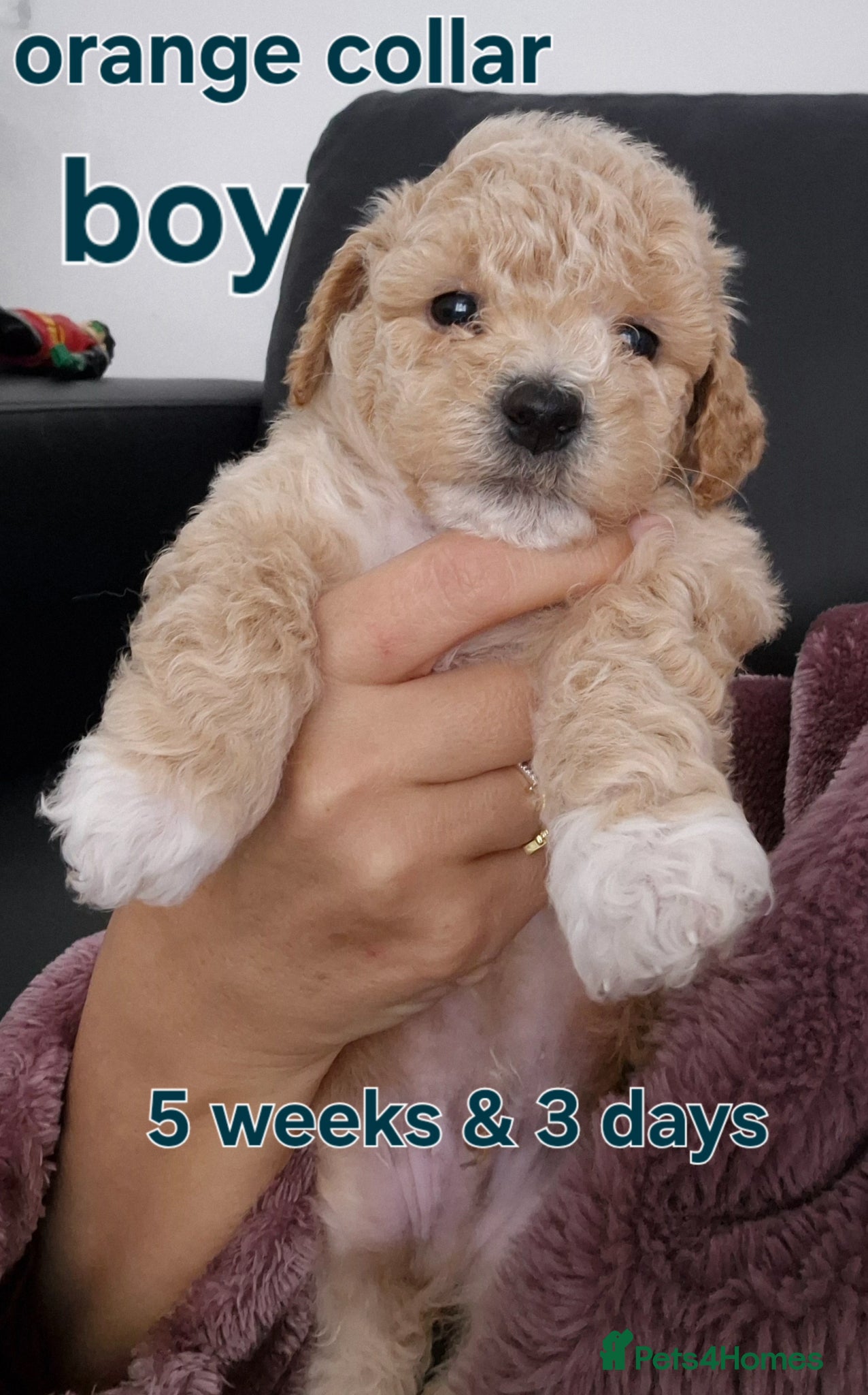 Poochon dogs Poochon - Advert 1