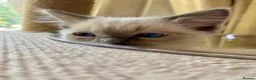 Ragdoll cats for sale: Adorable purebred Ragdolls  - Advert 24