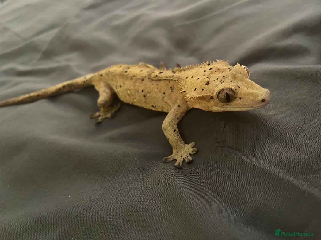 Gecko reptiles for sale: Super Dalmatian Crested Gecko For Sale - Image 2