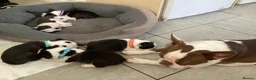 Boston Terrier dogs for stud: PROVEN RED KC REG BOSTON TERRIER  - Advert 12