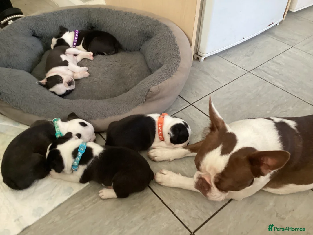 Boston Terrier dogs for stud: PROVEN RED KC REG BOSTON TERRIER  - Advert 12