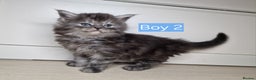 Maine Coon cats for sale: 4 mainecoon kittens looking for home in Bury - Advert 7