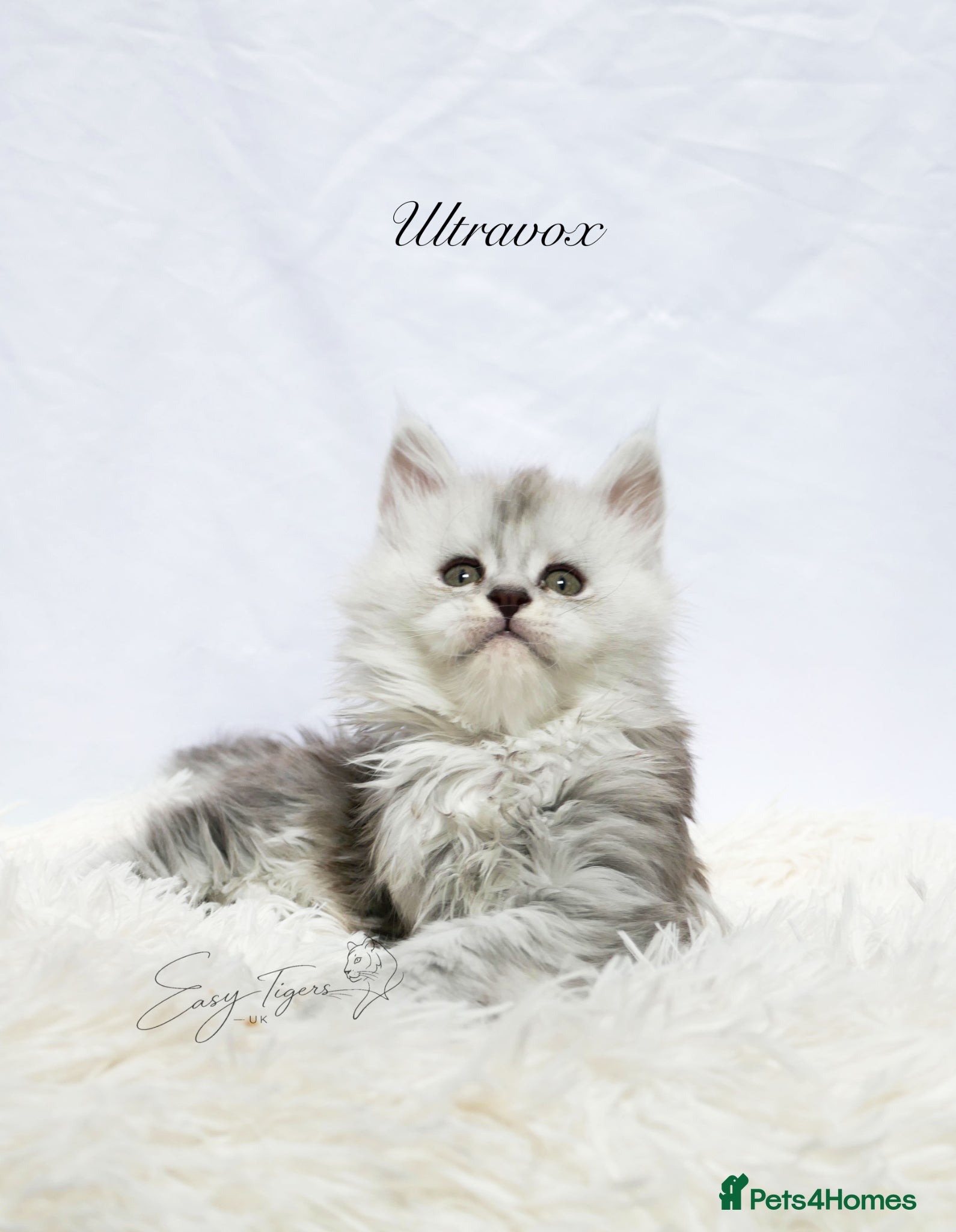 Maine Coon cats Beautiful Maine Coon kittens ( polydactyl)  - Advert 1