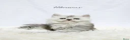 Maine Coon cats for sale: Beautiful Maine Coon kittens ( polydactyl)  - Advert 1