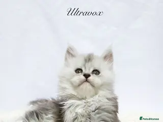 Maine Coon cats Beautiful Maine Coon kittens ( polydactyl) - Advert 3