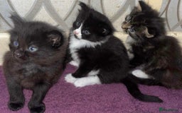 Mixed Breed cats for sale: 3 kittens for sale  - Image 1