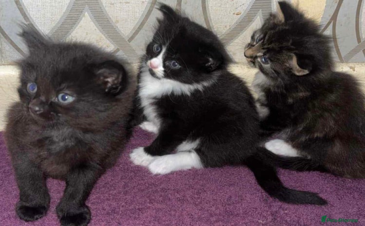 Mixed Breed cats - Advert 2