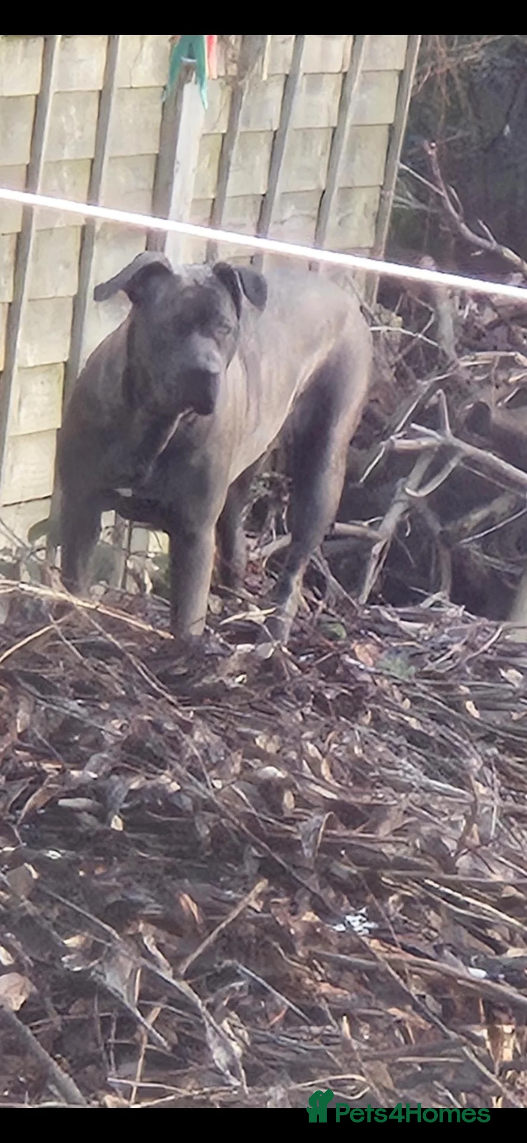 Cane Corso dogs for sale: Cane corso female for sale  in Stafford - Advert 2