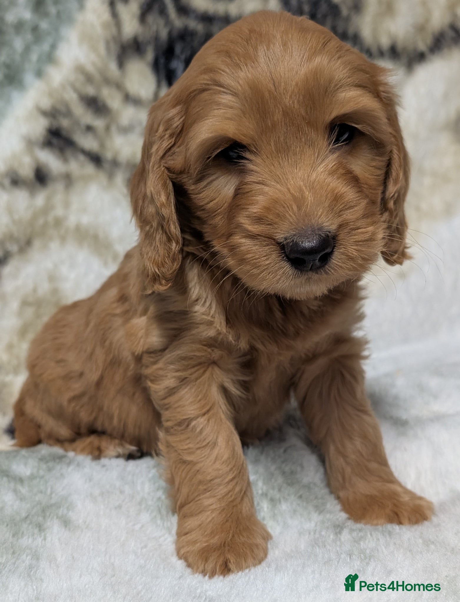Cockapoo dogs Quality F1 Cockapoo puppies, Health tested parents - Advert 1