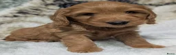 Cockapoo dogs for sale: Quality F1 Cockapoo puppies, Health tested parents - Advert 19