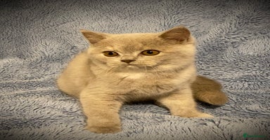 British Shorthair cats - Advert 11