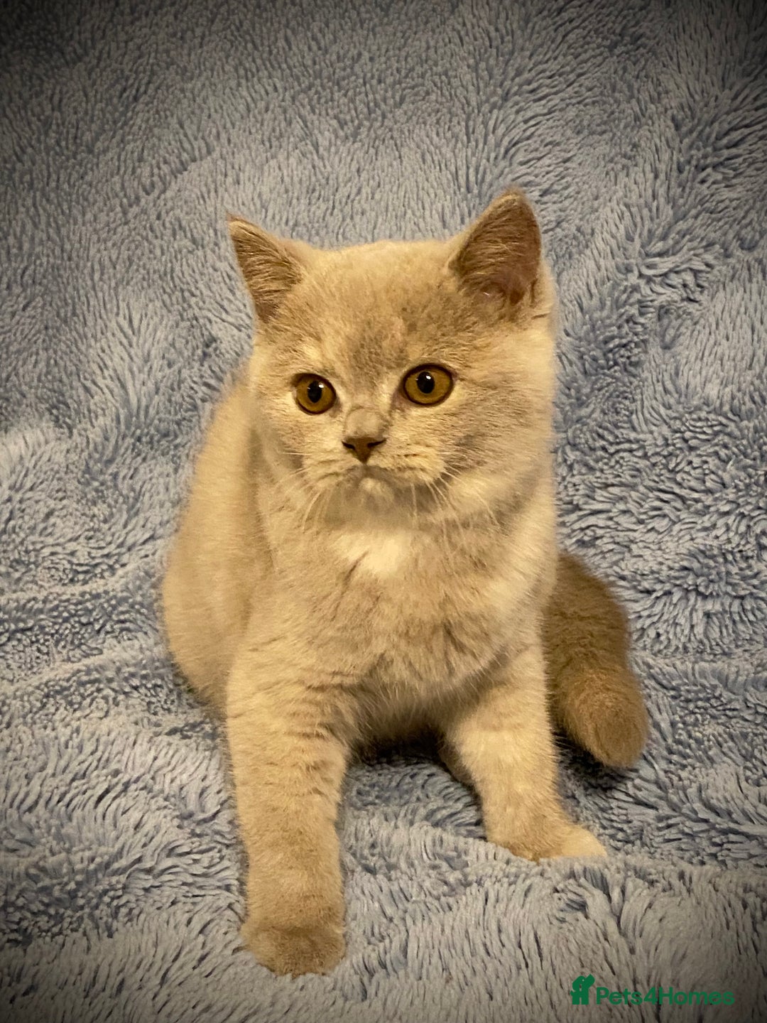 British Shorthair cats for sale: Champion line kittens  - Advert 2