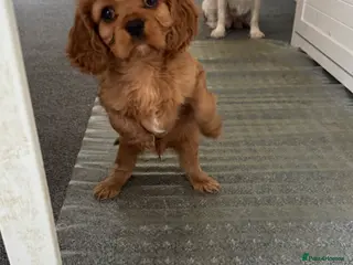 Cavalier King Charles Spaniel dogs Male King Charles Cavalier Puppies 🩵💙 - Advert 17