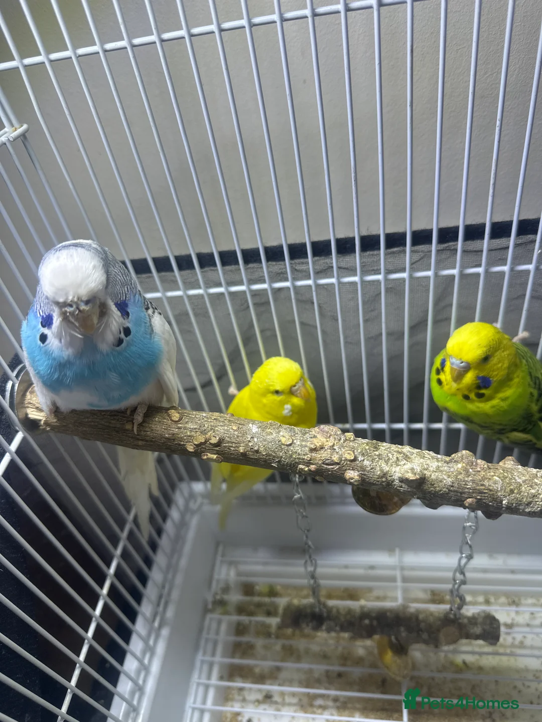 Budgerigars birds for sale: I am selling my parrots. - Advert 2