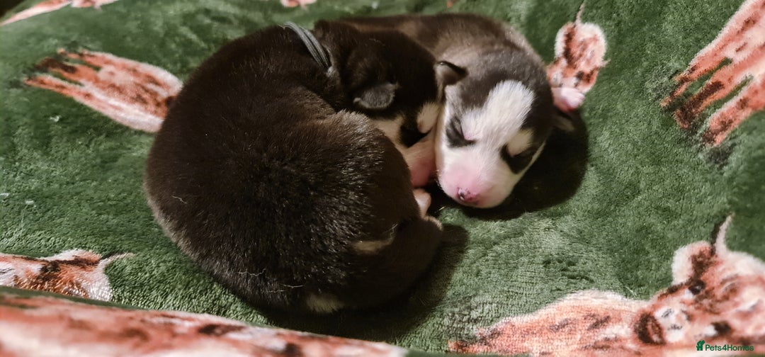 Siberian Husky dogs for sale: Outstanding Siberian husky puppies  - Advert 3